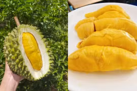 Sầu riêng Musang King - hàng hiếm giá trên trời bỗng rớt thảm