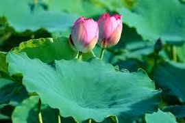 Một nắm lá sen khô là liều thuốc chữa bách bệnh, không khác gì có báu vật trong tay