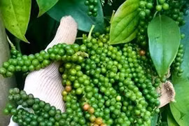 Giá hồ tiêu trong nước tăng 1.500 đồng/kg 