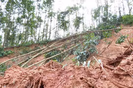 Màu xanh không bền vững