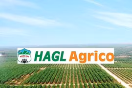 Cổ phiếu bị hủy niêm yết, Hoàng Anh Gia Lai Agrico nói gì?