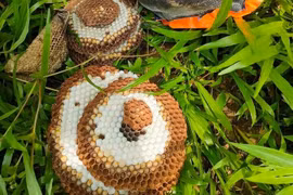 Mạo hiểm tính mạng săn nhộng ong rừng, kiếm hàng chục triệu đồng