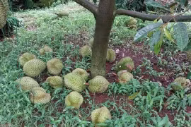 Khởi tố đối tượng phá hoại vườn sầu riêng ở Đắk Lắk