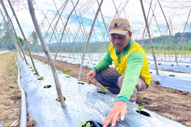 Nâng cao hiệu quả sản xuất nhờ hệ thống tưới tiết kiệm nước