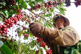 Kim ngạch xuất khẩu cà phê 6 tháng đầu năm cao nhất trong 10 năm qua