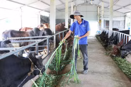 Nông dân Đak Pơ hưởng ứng phong trào sản xuất kinh doanh giỏi