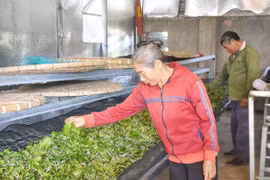 Người cao tuổi ở Gia Lai làm kinh tế giỏi