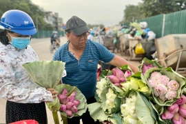 Hoa sen đột biến đầu vụ: Giá tăng cao vẫn ‘cháy hàng’ 