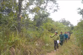 Áp lực giữ rừng ở Ea Sô