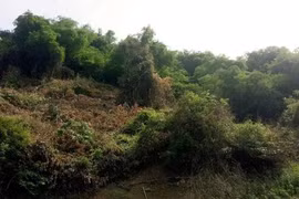 Bình Định: Kiểm tra 21 đảng viên, tổ chức có dấu hiệu vi phạm đất đai