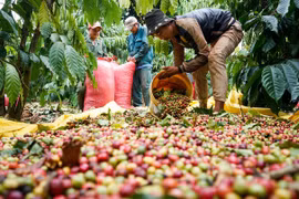 Giá cà phê trong nước tiếp tục tăng mạnh