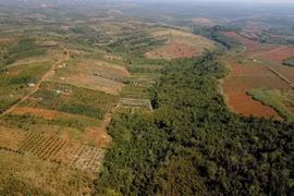 Đắk Nông: Hơn 400ha rừng tự nhiên của Công ty Cổ phần Basaltstone bị xóa sổ