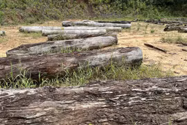 Vướng quy định, gỗ quý tiền tỉ phơi sương 