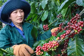 'Giá cà phê lên 120.000 đồng/kg cũng là bình thường'