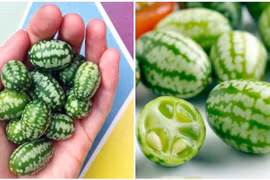 Kỳ bí loại quả vẻ ngoài dưa hấu mini, bên trong lại hương vị dưa chuột 