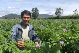 Nông dân làm giàu bằng trồng khoai tây hoa tím