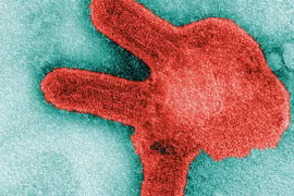 Dấu hiệu vi rút Marburg lan xuyên biên giới 