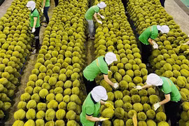 Tăng cường kết nối logistics thúc đẩy tiêu thụ, xuất khẩu nông lâm thủy sản 