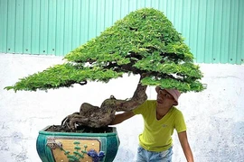 Chi tiền triệu mua bonsai me dáng 'độc lạ' chơi tết, mong tài lộc vào nhà