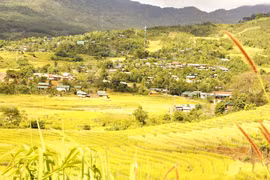 Chùm ảnh: Mùa vàng ở Măng Ri