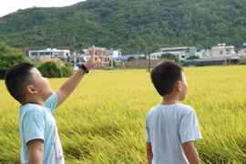 Thương nhớ cánh đồng