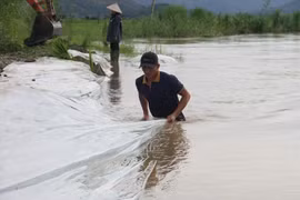 Mưa lũ gây vỡ đê, hàng trăm ha lúa ở Đắk Lắk ngập trong biển nước