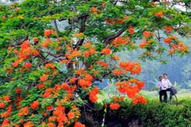 Thơ Phương Loan: Nỗi nhớ ngày gặp lại