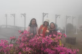 Miền sương Tam Đảo