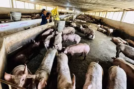 Chăn nuôi lỗ nặng vì heo mất giá