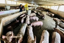 Chăn nuôi lỗ nặng vì heo mất giá