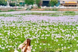 Giới trẻ Hà Nội thích thú 'check in' cánh đồng hoa lục bình tím biếc