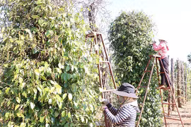 Xuất khẩu hồ tiêu đạt hơn 175.000 tấn