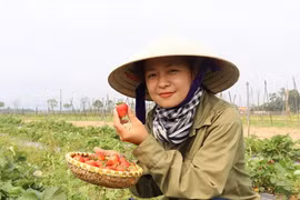 Cô gái bỏ phố về quê làm nông trại xanh trên đất hoang