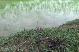 Giăng dây điện để đánh chuột khiến 1 người chết, 1 người bị bỏng nặng