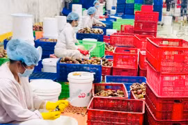 Rộng đường xuất khẩu hàng hóa vào thị trường lớn