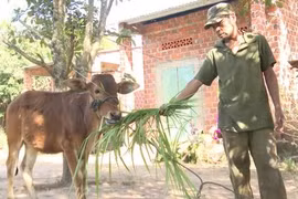 Kon Tum: Bức xúc vì được cấp bò giống 'nhỏ như con bê'