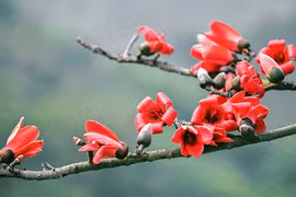 Thương nhớ pơ lang