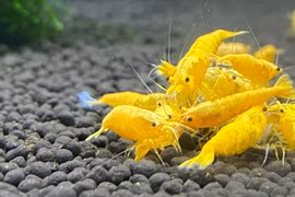 Kiếm hàng chục triệu đồng mỗi tháng nhờ thú chơi tép cảnh