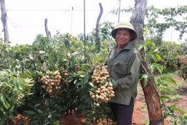 Nông dân Chư Sê sản xuất gắn với nhu cầu thị trường