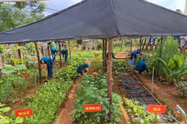 Tiểu đội dân quân thường trực xã Ia Pnôn: Lá cờ đầu trong tăng gia sản xuất