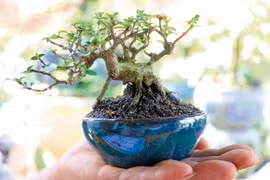 Mùa xuân kể chuyện sinh vật cảnh