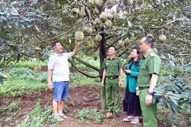 Thu hoạch sầu riêng an toàn, hiệu quả