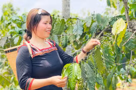 Những nữ triệu phú Jrai ở Ia Tiêm