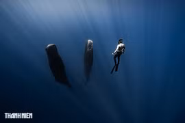 Ngoạn mục cảnh nhiếp ảnh gia Việt 'săn' cá khổng lồ ở biển Đông Phi 