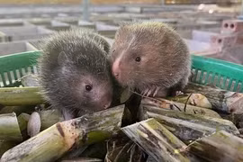 Thu nhập khấm khá nhờ nuôi dúi