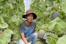 Trồng dưa lưới trong nhà màng, thu lãi hơn 800 triệu đồng/năm