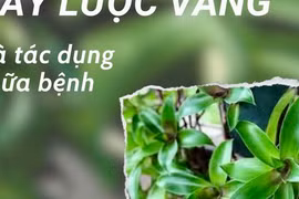 Cây lược vàng giúp ức chế tế bào ung thư, chữa gan nhiễm mỡ