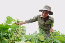 Nông dân Tây nguyên trồng đậu nành giống mới cho năng suất cao gấp đôi