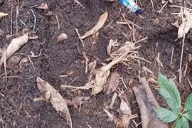 Hàng trăm gốc sâm Ngọc Linh bị đánh cắp