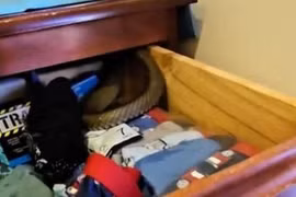 Phát hiện con rắn độc thứ hai thế giới trong tủ quần áo trẻ em